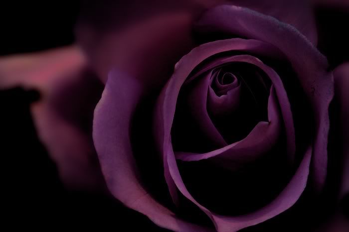 Gl Resimleri (4. Katalog)