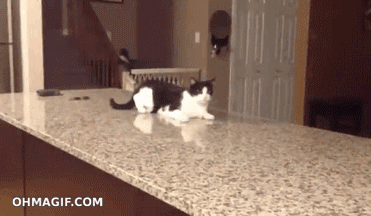  photo Cat-walks-on-counter-kind-of_zps539f3adf.gif