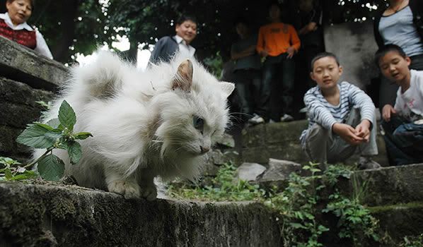 gatos gatos