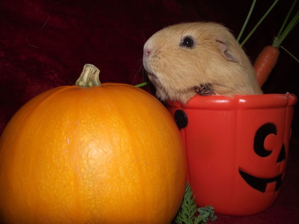 DSCF4829.jpg