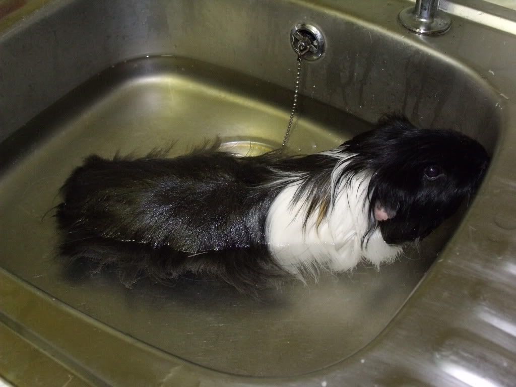 blackie004.jpg
