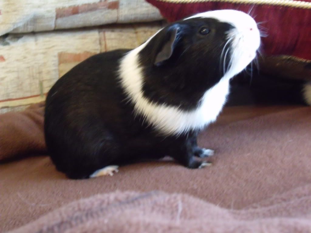 piglets003.jpg