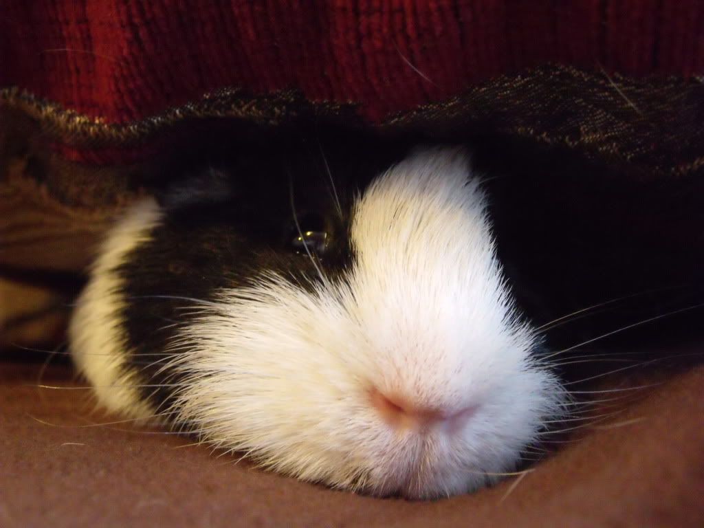 piglets009.jpg