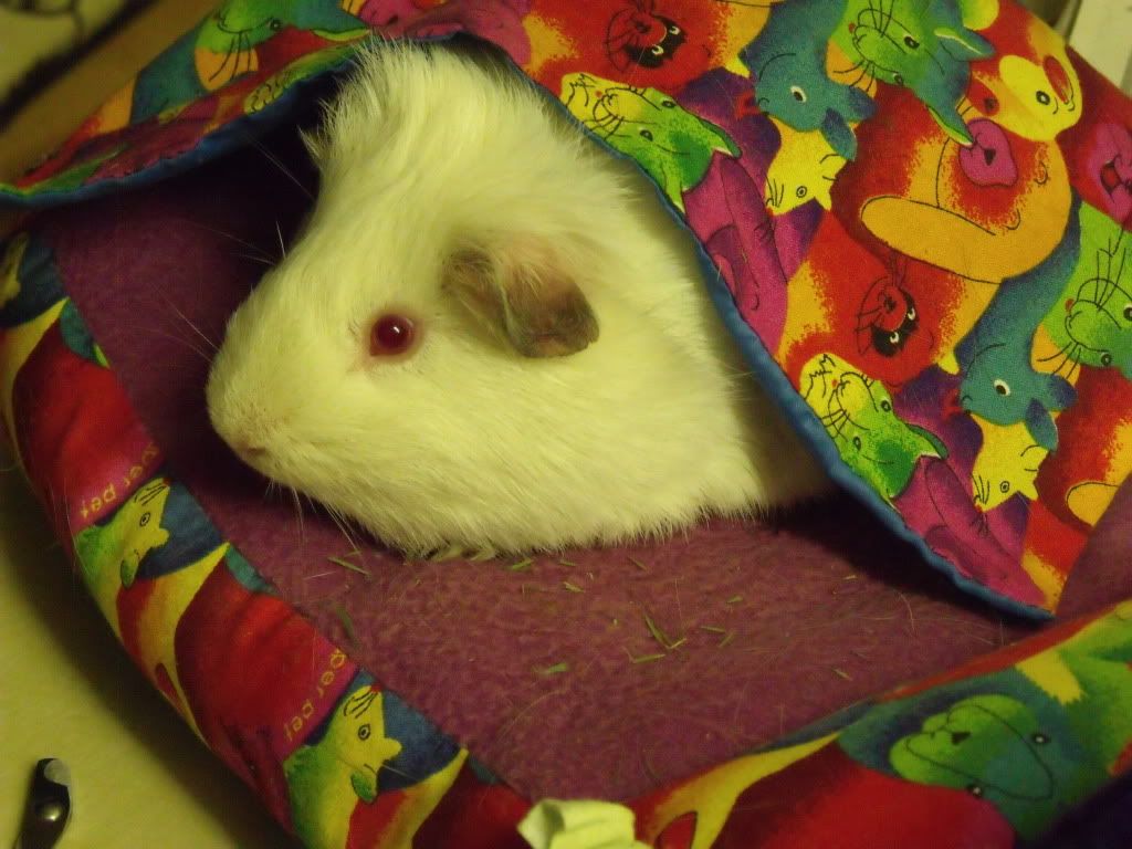 piglets017.jpg